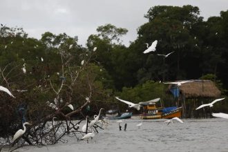 Amazônia Soberana: programa vai combater crimes em áreas de fronteira