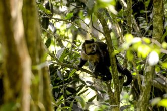 Em SP, povos e comunidades lançam aliança em Defesa da Mata Atlântica