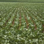 Pesquisadores desenvolvem fertilizantes menos prejudiciais ao ambiente
