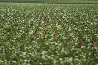 Pesquisadores desenvolvem fertilizantes menos prejudiciais ao ambiente