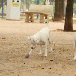 Lei torna crime exercício ilegal da medicina veterinária 