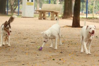 Lei torna crime exercício ilegal da medicina veterinária 