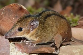 Pesquisadores descobrem nova espécie de marsupial exclusiva do RJ