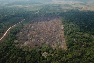 Amazônia registra queda de 35% nos alertas de desmatamento em junho