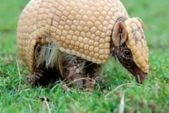 Mascote da Copa, tatu-bola continua ameaçado e terá plano de proteção