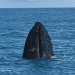 Salvador ganha novo ponto de observação de baleias jubartes