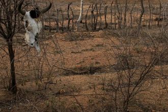 COP 17 sobre desertificação inicia na Mongólia