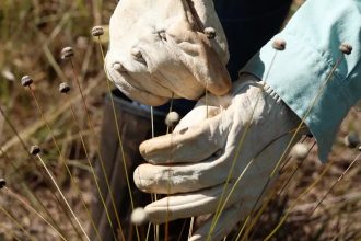 Plantas consideradas extintas são reencontradas em Minas Gerais