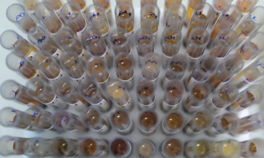 Uso de medicamento oferecido no SUS reduz casos de malária no Brasil