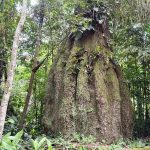 Amazonas ganha quatro novas reservas de desenvolvimento sustentável