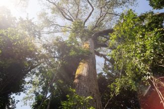 El Niño intensifica calor e reduz chuva em área preservada na Amazônia