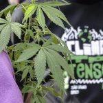 Flagrante por drogas gera mais prisão preventiva do que outros crimes