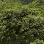 Um quarto da Mata Atlântica é de vegetação secundária, diz MapBiomas