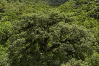 Um quarto da Mata Atlântica é de vegetação secundária, diz MapBiomas