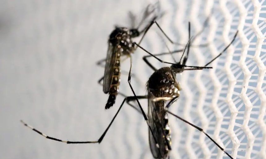 Aedes aegypti: quase metade dos municípios está em alerta ou risco