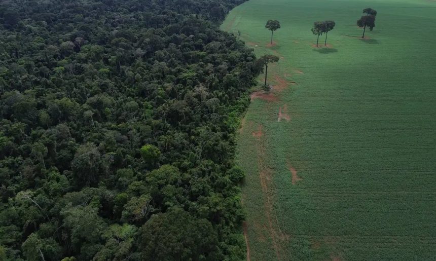 Agro cresce 561% no entorno de áreas protegidas na Amazônia em 41 anos